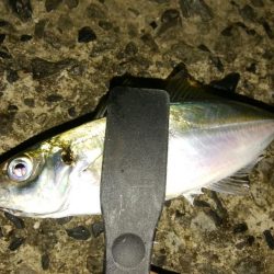 昨日とは違い数が減った